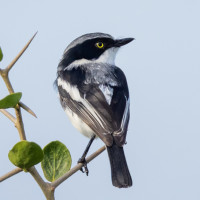 Chinspot Batis